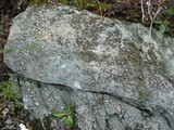 Lasallia papulosa image