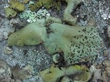 Umbilicaria muehlenbergii image