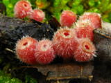 Microstoma floccosum image