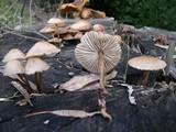 Mycena galericulata image