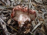 Hygrophorus russula image