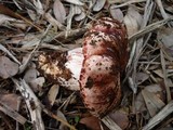 Hygrophorus russula image