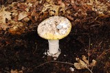 Amanita vernicoccora image