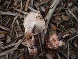 Hygrophorus russula image