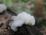 Gloeotromera alba image