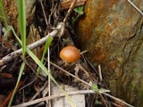 Psilocybe crobula image
