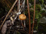 Psilocybe crobula image