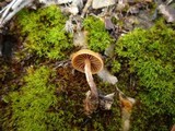 Psilocybe crobula image