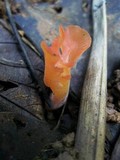 Guepinia helvelloides image