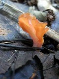 Guepinia helvelloides image