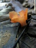 Guepinia helvelloides image