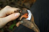 Guepinia helvelloides image