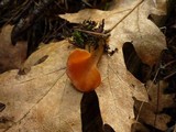 Guepinia helvelloides image