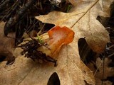 Guepinia helvelloides image