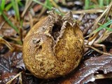 Scleroderma areolatum image