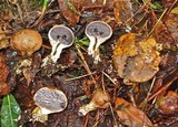 Scleroderma areolatum image