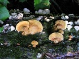 Hapalopilus rutilans image