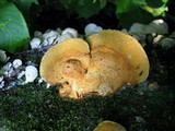 Hapalopilus rutilans image
