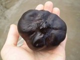 Mycenastrum corium image