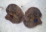 Mycenastrum corium image