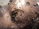Mycenastrum corium image