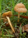 Marasmius oreades image