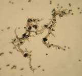 Mycenastrum corium image