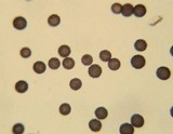 Mycenastrum corium image
