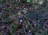 Stropharia semiglobata image