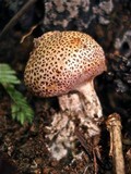 Scleroderma verrucosum image