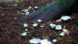 Clitocybe odora image
