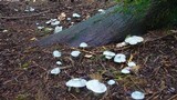 Clitocybe odora image