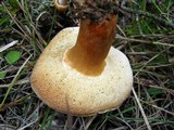 Gyroporus castaneus image