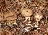 Scleroderma areolatum image