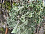 Cladonia chlorophaea image