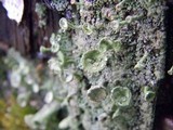 Cladonia chlorophaea image