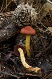Cortinarius smithii image