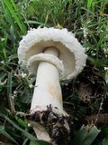 Chlorophyllum nothorhacodes image