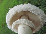 Chlorophyllum nothorhacodes image