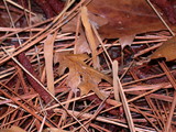 Clavaria incarnata image