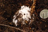 Amanita vernicoccora image