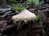 Lepiota magnispora image
