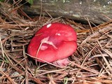 Russula sanguinaria image