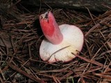 Russula sanguinaria image