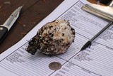 Amanita vernicoccora image