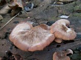 Lentinellus ursinus image