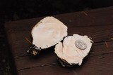 Amanita vernicoccora image