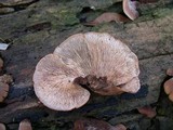 Lentinellus ursinus image