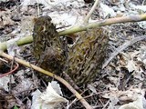 Morchella snyderi image