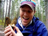 Morchella snyderi image